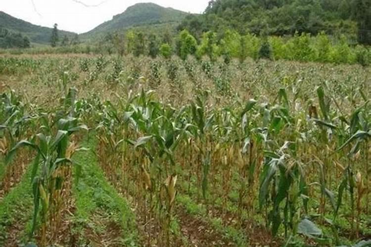 在种植过程中补充钙肥可以用过磷酸钙吗？怎样补充钙肥才最合适？