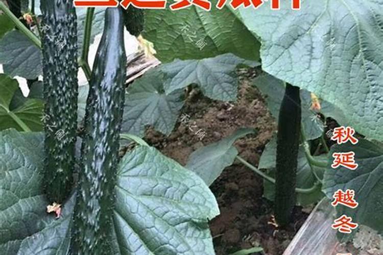 水溶性磷肥有哪些