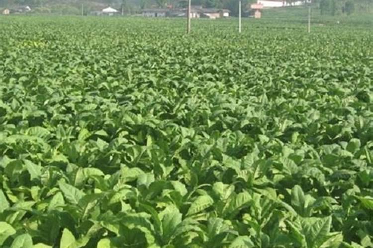 翠碧一号烟叶烘烤技术