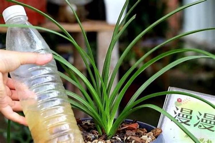 水苔养兰花的正确方法