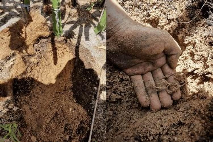 海藻鱼蛋白叶面肥里面都含有什么东西