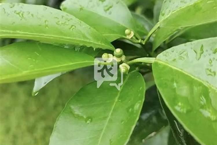 茶叶叶面肥催芽肥的正确使用