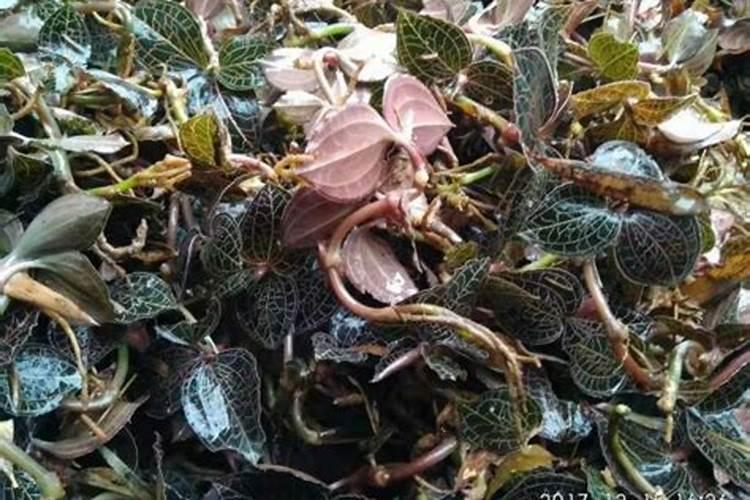 金线莲怎么施肥