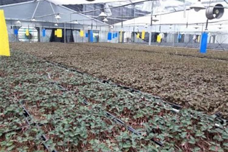 金线莲栽培方法注意事项