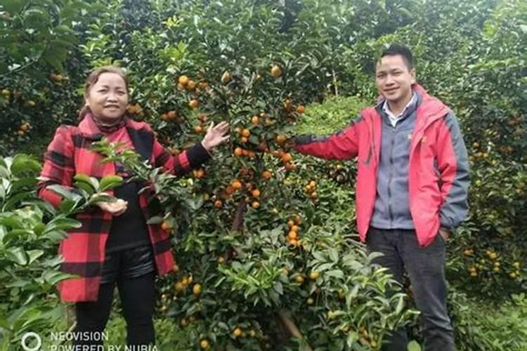 浓缩海藻精能叶面喷吗