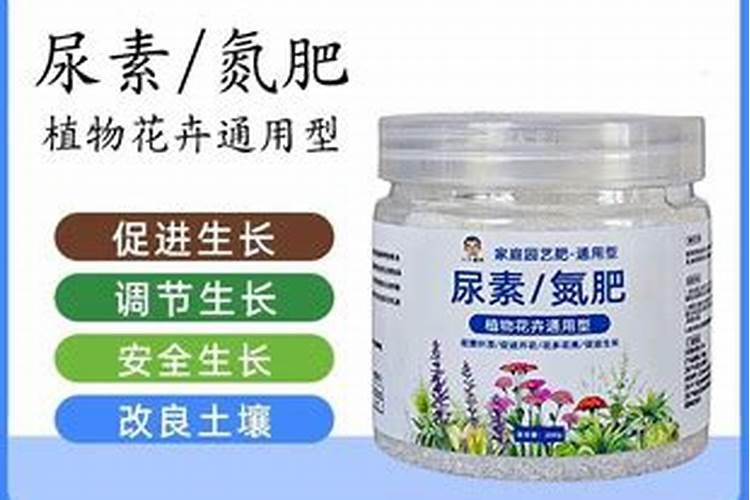 冬青小苗种植技术要点有哪些