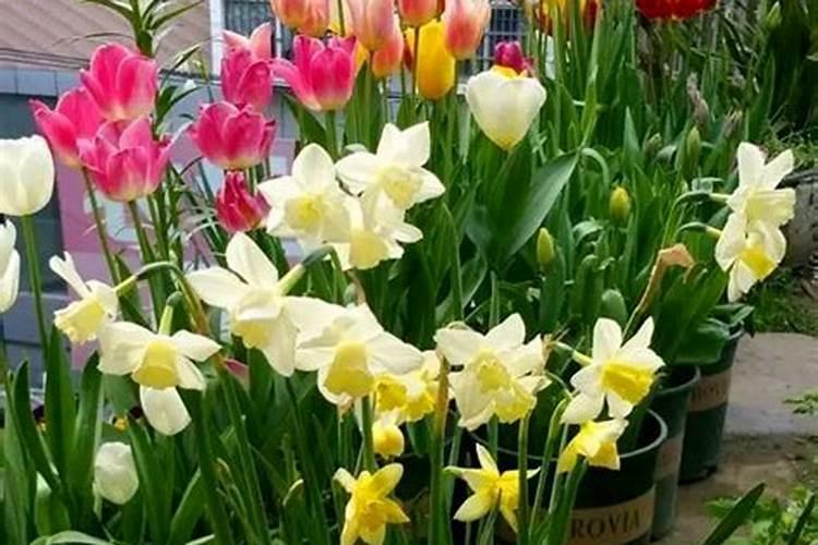 洋水仙怎么施肥和浇水