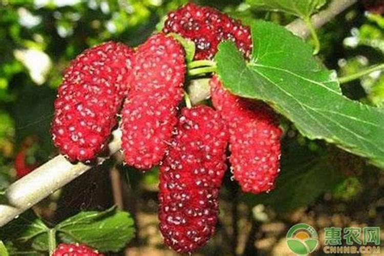 果桑种植如何防治病虫害