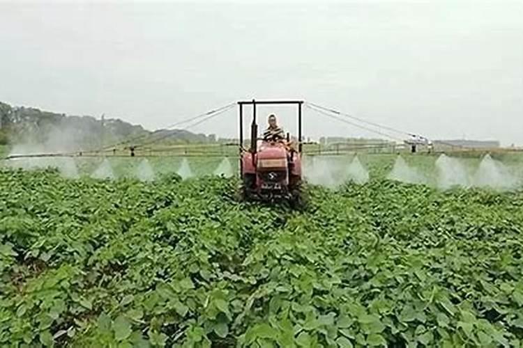 甜瓜打什么叶面肥最好？甜瓜施肥时间及方法？