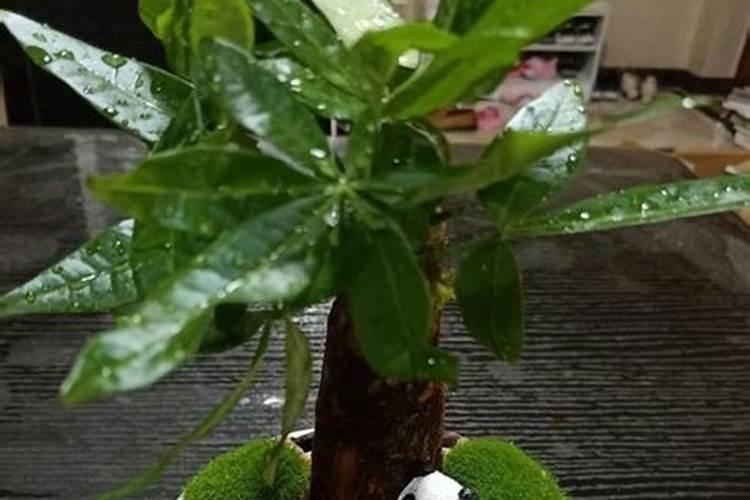 糖稀和麦芽糖浆的区别 亦用于其它工业