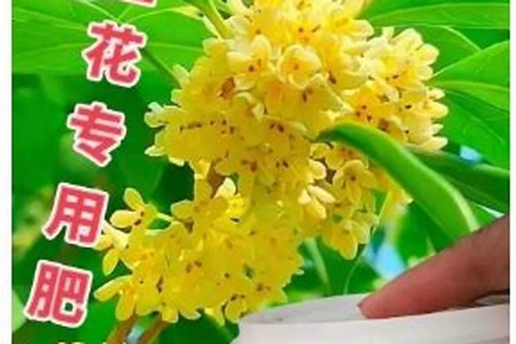 什么肥料养花比较好