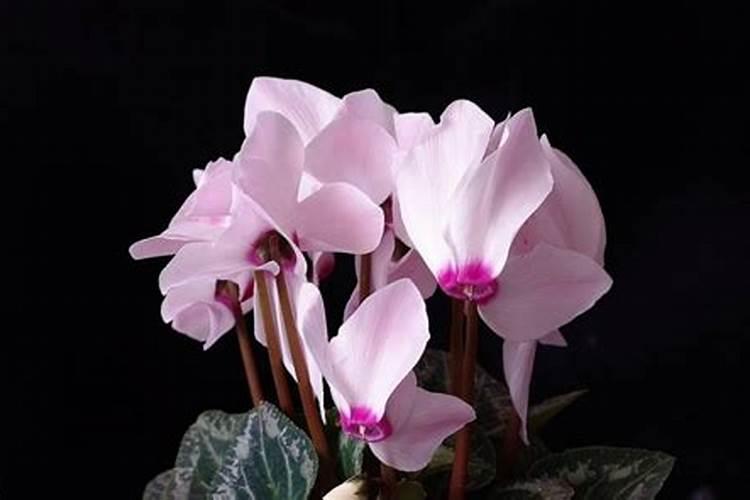 硝铵磷是什么？