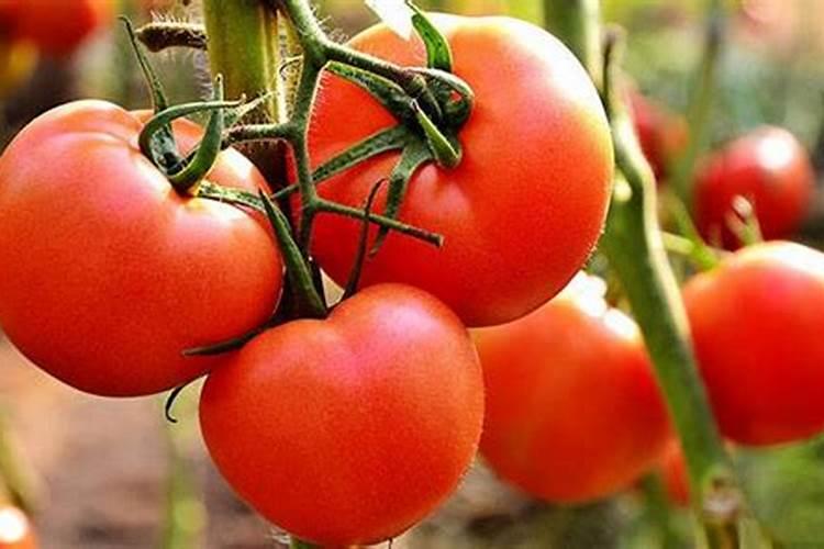 花卉专用肥料;哪儿能买到正品的花肥