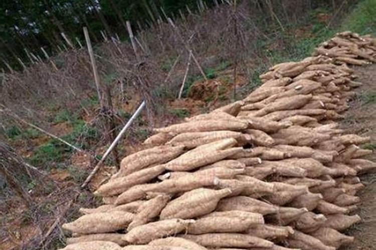 哪种叶面用的钙肥吸收好