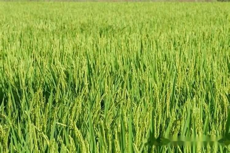 硅肥对水稻的主要作用