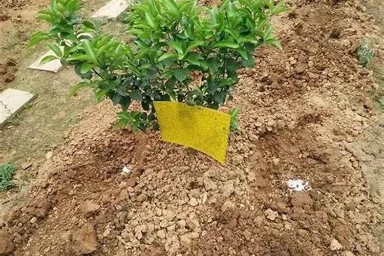 桔树的种植方法