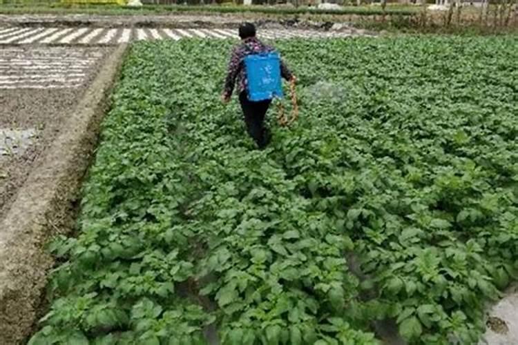 葡萄膨果专用肥哪里能买到