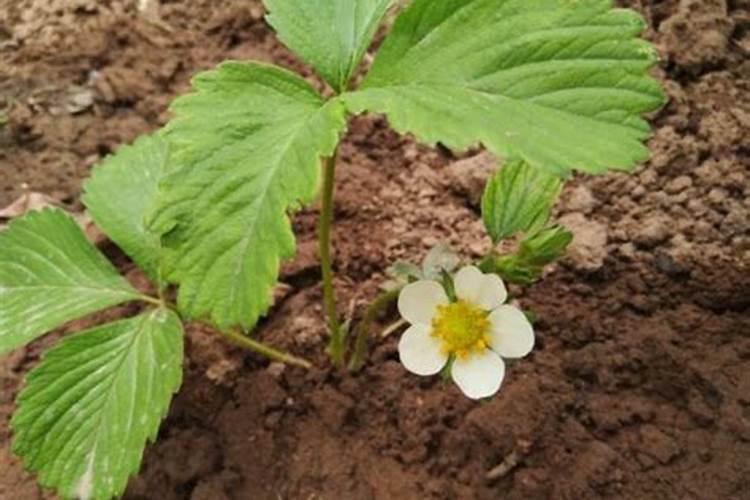 中国最好的水稻专用肥