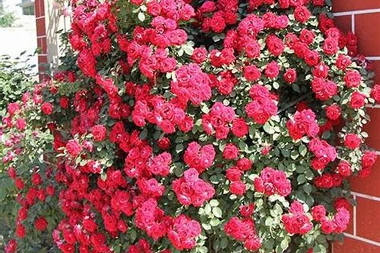 红木香花怎么养护方法