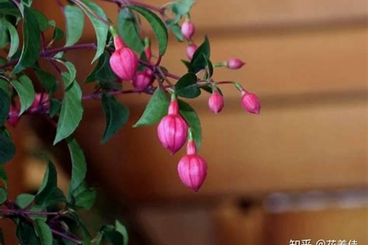 纯硫酸钾肥如何施用