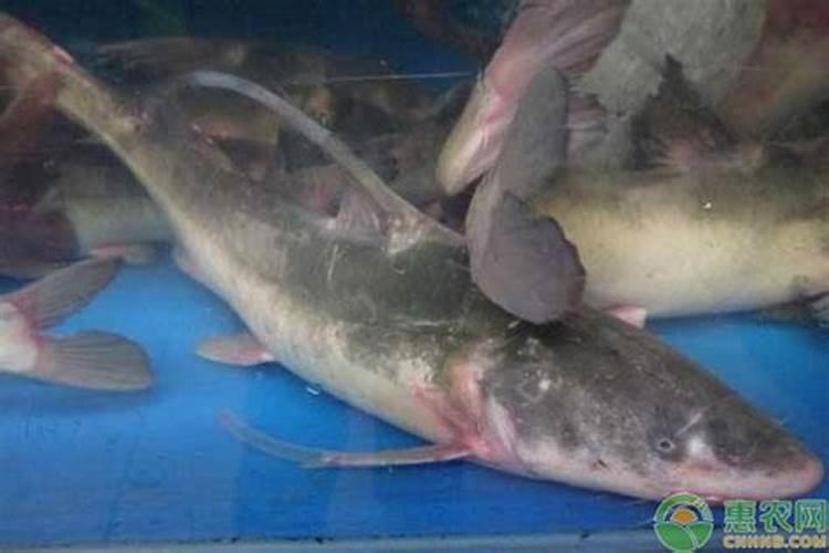 水溶肥板结成块怎么弄碎？