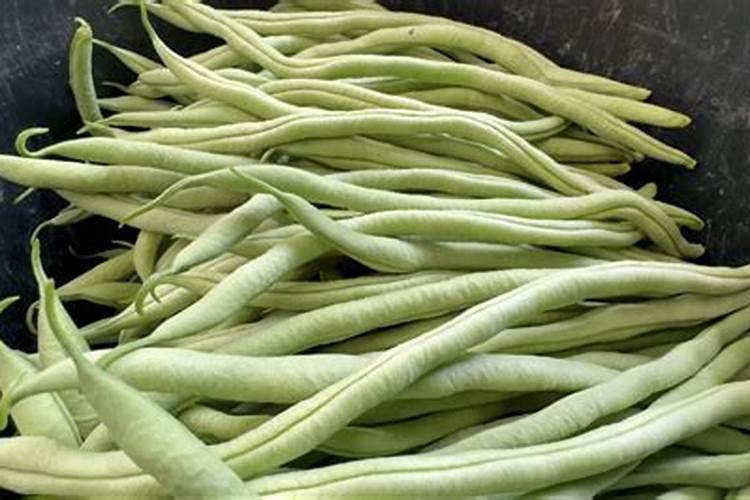 秋季无丝豆什么时候种 关于秋季无丝豆什么时候种