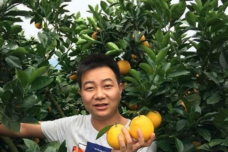 请问氮肥、磷肥、钾肥对盆栽花卉植物各起什么作用