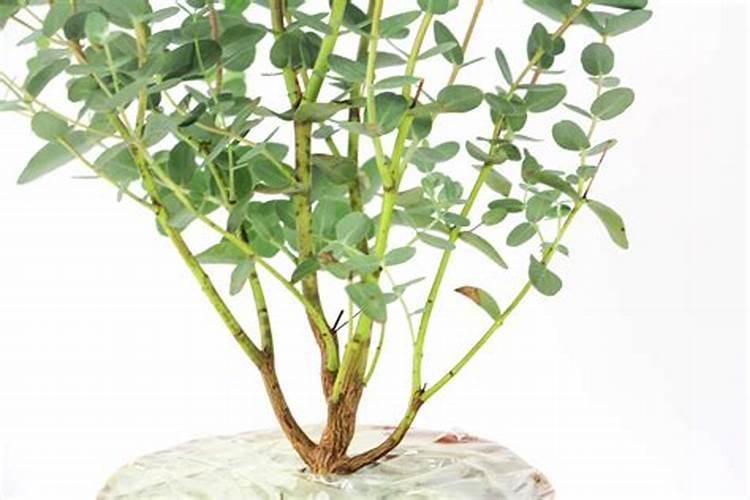 姚安尤加利种植详细介绍