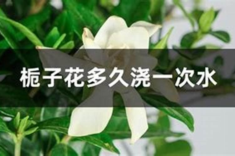 煤炭渣与河沙在加腐叶土在加鸡粪混一起栽种火龙果苗子,好不好？