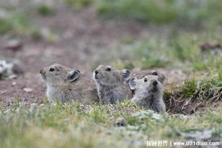 12亿只!高原属兔在我国泛滥成灾,为何被专家称为好事？