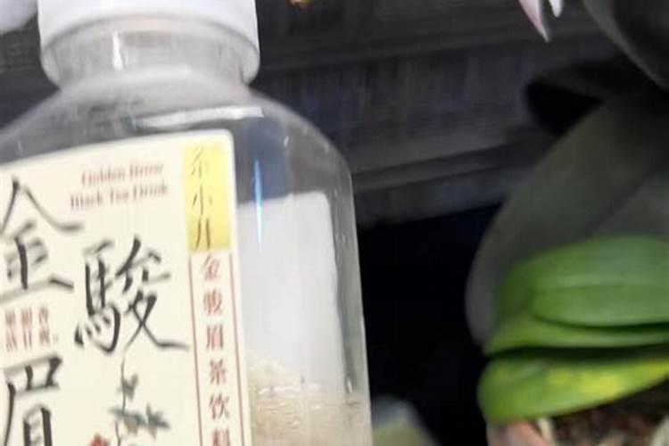 月季花喂什么肥花朵花苞长满了枝头