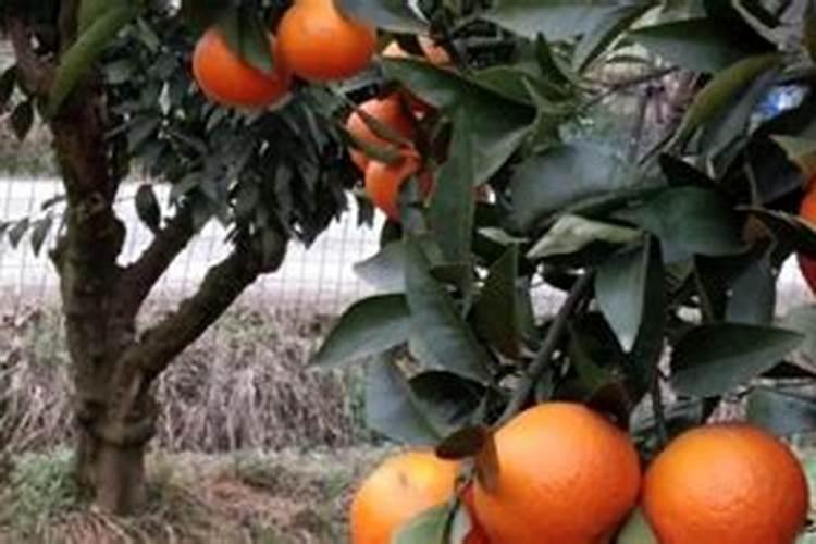 水溶肥知名品牌有哪些？