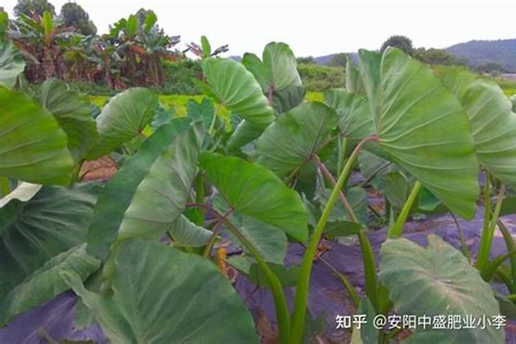 芋头7月施肥方法