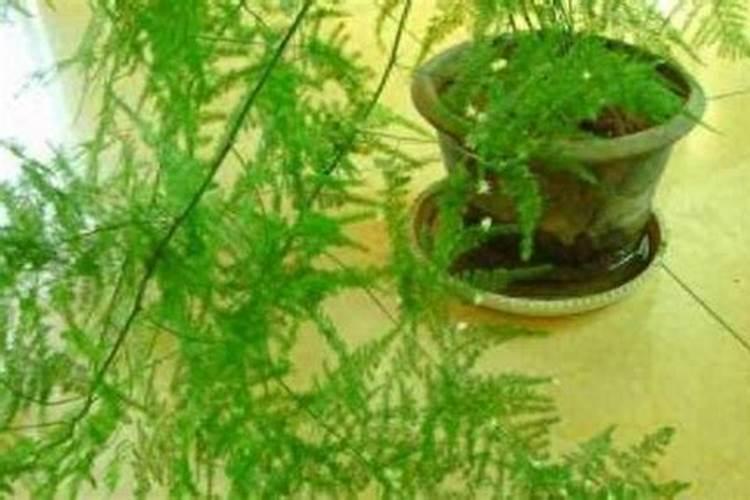 四海之星果酸诱小药多少钱