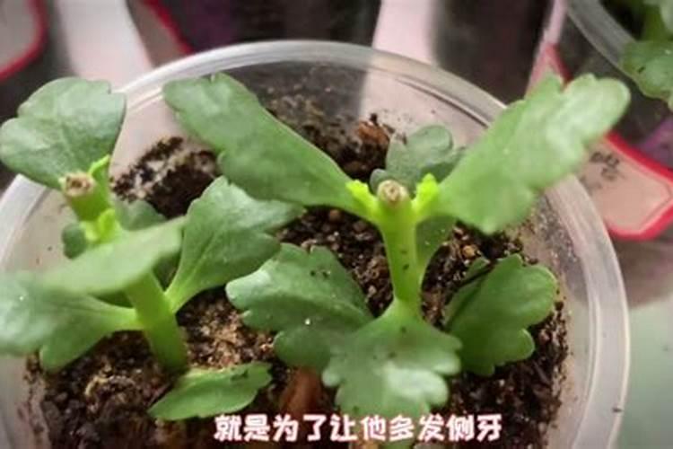 呙笋用什么作叶面肥最好效果最快