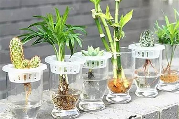 米兰用什么肥料最好