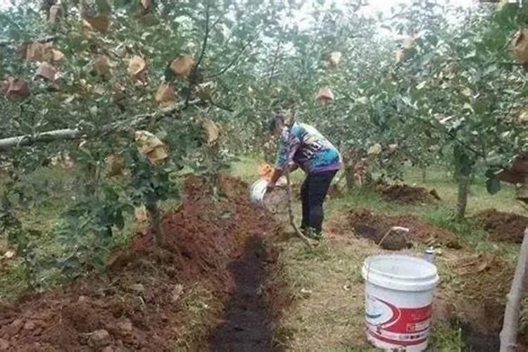 果树什么时候追肥最有效果