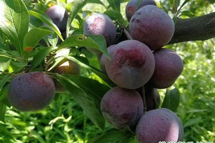 硅肥在果树上如何施用