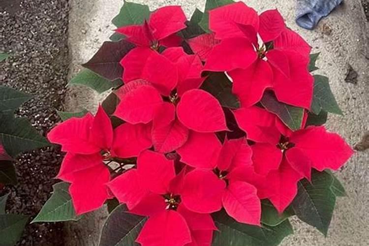 农用叶面肥木醋液厂家哪家好