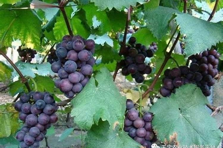 德国铀能量叶面肥怎沲用