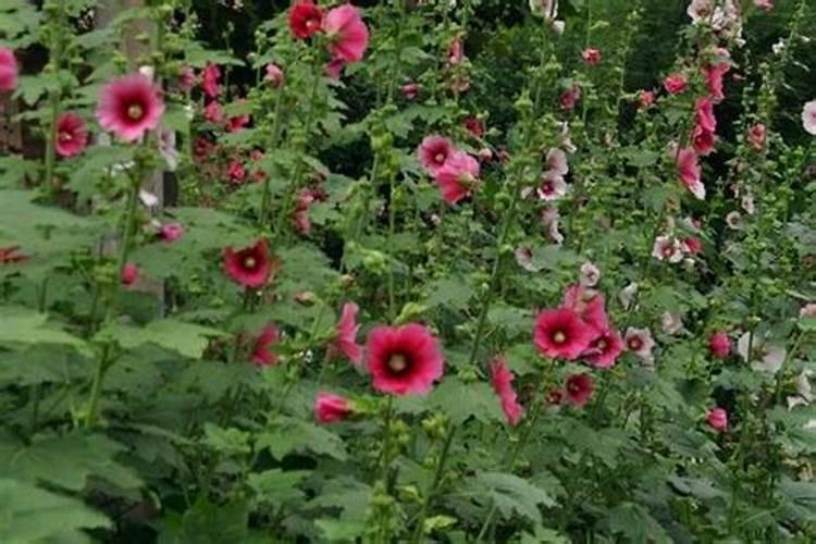 茶花怎么养护它的长势好