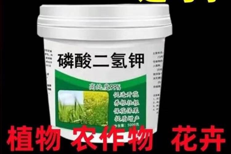 脆瓜上能喷旋大圣金太龙叶面肥吗