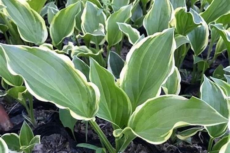 金边玉簪什么时候开花