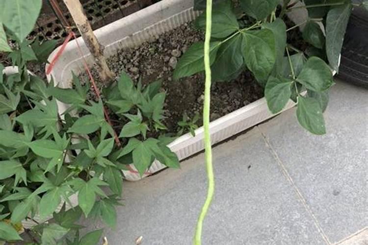 如何对豇豆施肥？