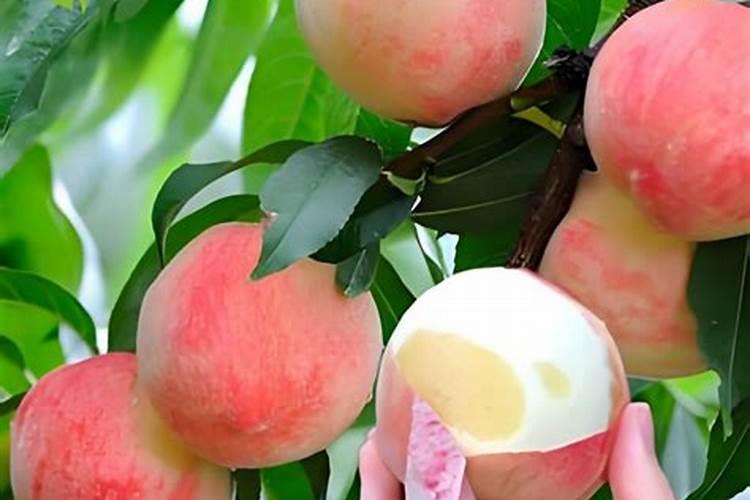 钙镁磷肥对螃蟹有影响吗