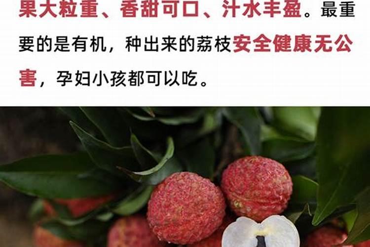 荔枝施什么肥料最好