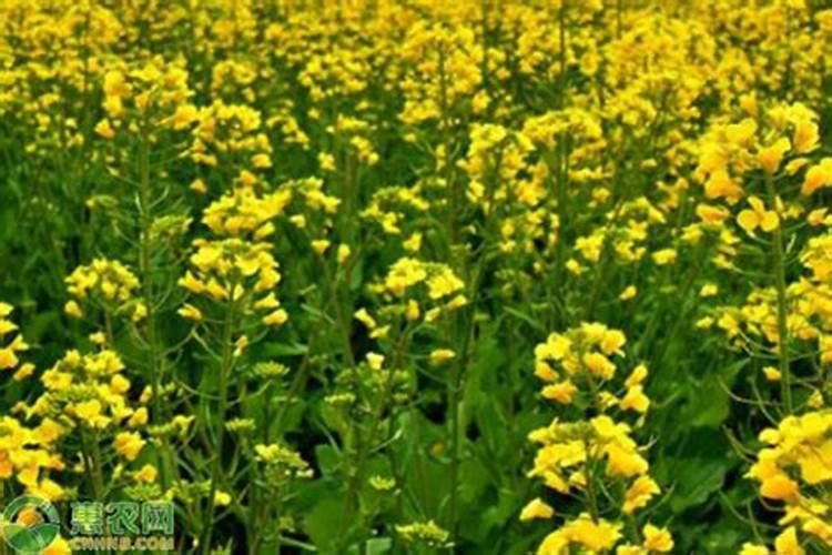 油菜移栽后什么时候施第一次肥