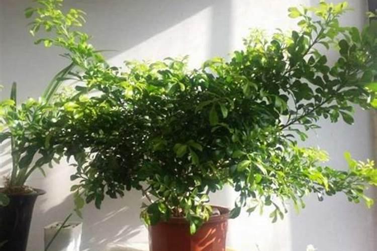 米兰花肥上多了,叶子黄了怎么办？