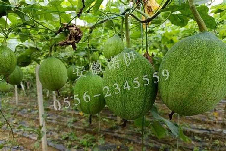 瓜蒌开花结果时需氮磷钾的比例是多少