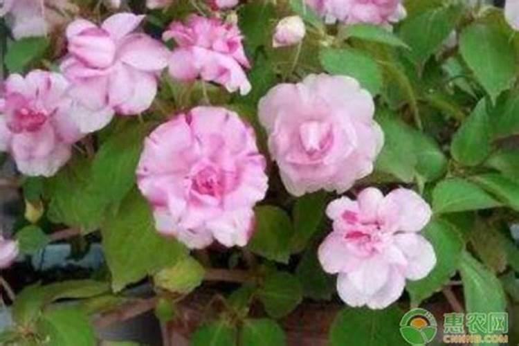 针对花苞打不开有哪三个简易方法